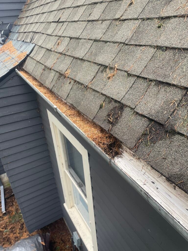 a picture of a roof and gutters, full of doug fir needles, in need of a gutter cleaning, in milwaukie oregon