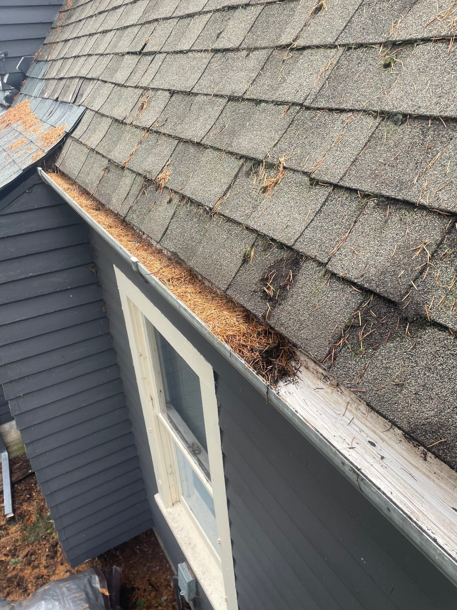 a picture of a roof and gutters, full of doug fir needles, in need of a gutter cleaning, in milwaukie oregon