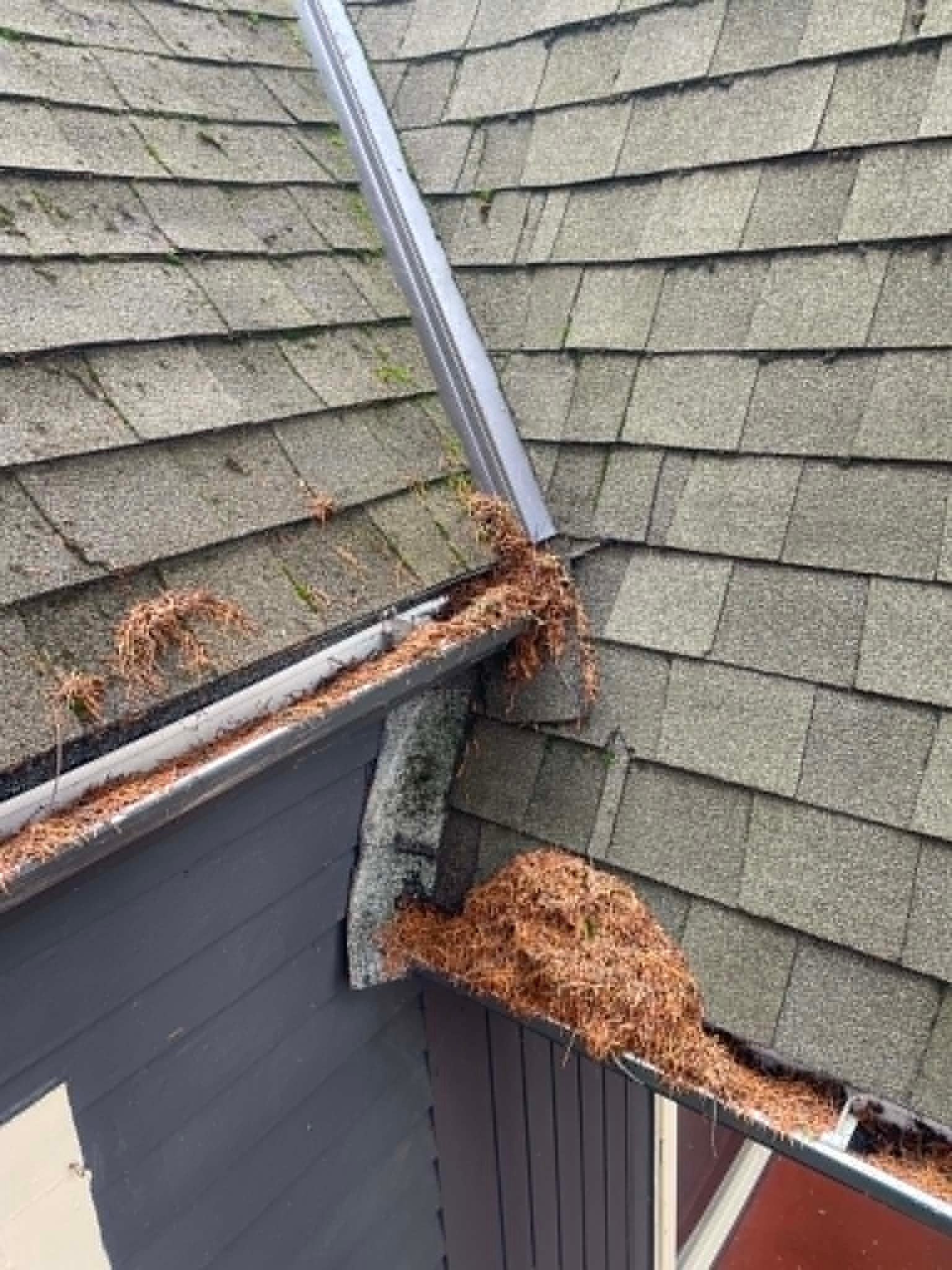 Clogged gutters full of fir tree debris in Milwaukie, Oregon